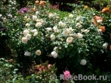 Crocus Rose® Crocus Rose®