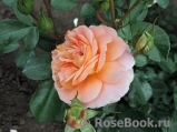 Sangerhauser Jubilaumsrose Sangerhauser Jubilaumsrose