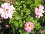 Marie-Victorin Marie-Victorin