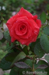 Lady Rose 