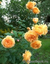 Crown Princess Margareta® Crown Princess Margareta®
