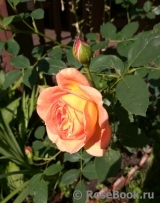 Lady of Shalott Lady of Shalott