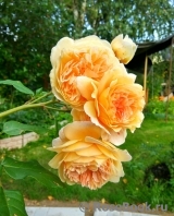 Crown Princess Margareta® Crown Princess Margareta®