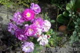 Violette Parfumee Violette Parfumee