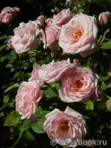 Diadem Diadem