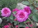 Heidi Klum Rose Heidi Klum Rose