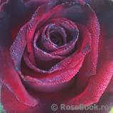 Black Baccara Black Baccara