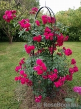 Starlet®-Rose Lola® Starlet®-Rose Lola®