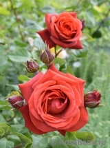 Terracotta ® Terracotta ®