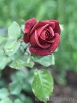 Terracotta ® Terracotta ®