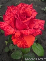 Red Intuition Red Intuition