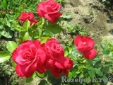 Rubinchen® Rubinchen®