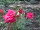 Rubinchen® Rubinchen®