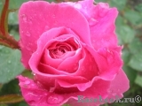 Pink Peace Pink Peace