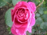 Pink Peace Pink Peace