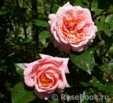 Rose de Cornouaille ®
