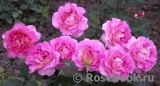 Pink Paradise Pink Paradise