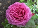 Heidi Klum Rose Heidi Klum Rose