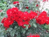 Roter Korsar Roter Korsar