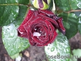 Black Baccara Black Baccara