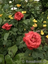 Terracotta ® Terracotta ®