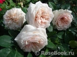 Claire Rose Claire Rose