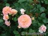 Augusta Luise Augusta Luise
