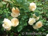 Crocus Rose® Crocus Rose®