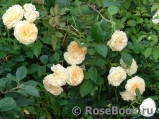 Crocus Rose® Crocus Rose®
