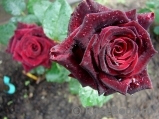 Black Baccara Black Baccara