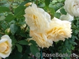 Crocus Rose® Crocus Rose®