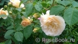 Crocus Rose® Crocus Rose®