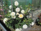 Crocus Rose® Crocus Rose®