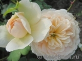 Crocus Rose® Crocus Rose®