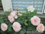 Claire Rose Claire Rose