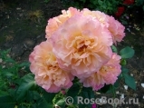 Augusta Luise Augusta Luise