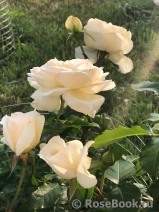 Tchaikovski Tchaikovski