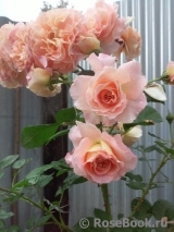 Augusta Luise Augusta Luise