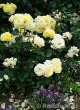 Golden Border Golden Border