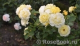 Golden Border Golden Border