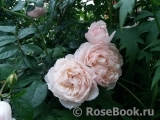 Generous Gardener, The Generous Gardener, The