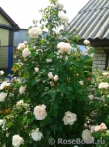Generous Gardener, The Generous Gardener, The