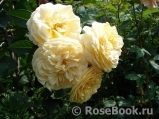 Crocus Rose® Crocus Rose®