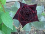 Black Baccara Black Baccara