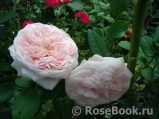 Claire Rose Claire Rose
