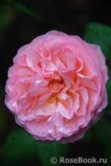 Alexandrine Alexandrine