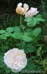 Alexandrine Alexandrine