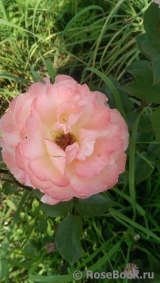 Rosemary Harkness Rosemary Harkness