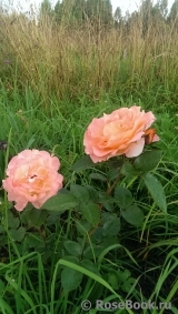 Rosemary Harkness Rosemary Harkness