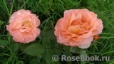Rosemary Harkness Rosemary Harkness